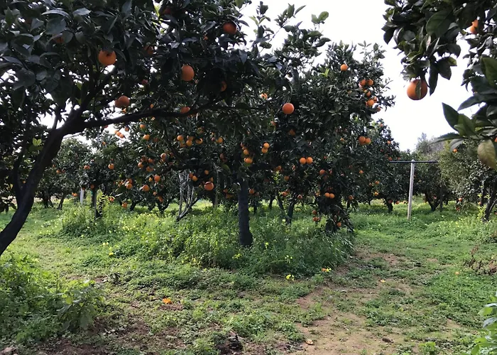 ベッド・アンド・ブレックファスト Parco Dei Templi アグリジェント